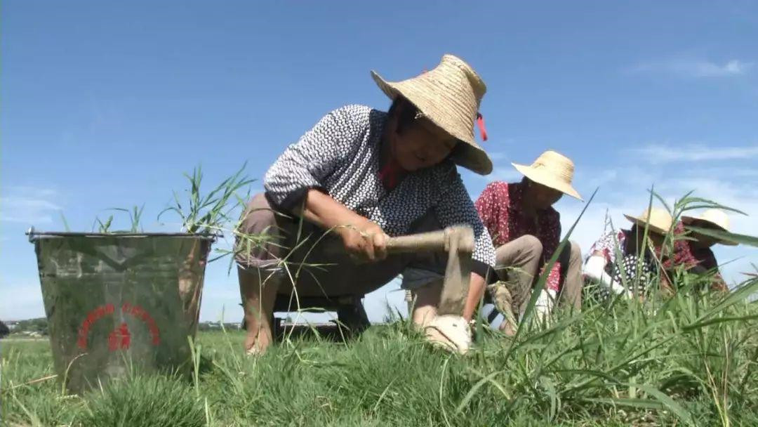 种草生活APP手机最新版安装下载:一款在国内热度非常高的手机线上购物平台