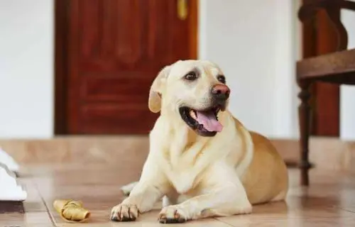 小狗在家宠物寄养安卓版下载:一款专注于为爱宠人士提供服务的手机软件